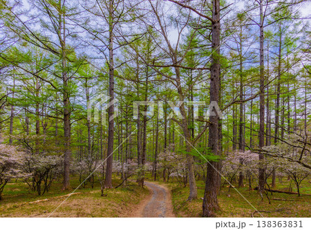 富士山麓に春を告げる、新緑の遊歩道沿いに可憐に咲き誇る富士桜の群生風景 138363831