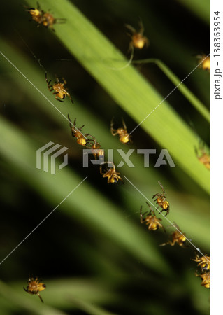 Close up of newborn tiny baby garden spiders newly hatched 138363954