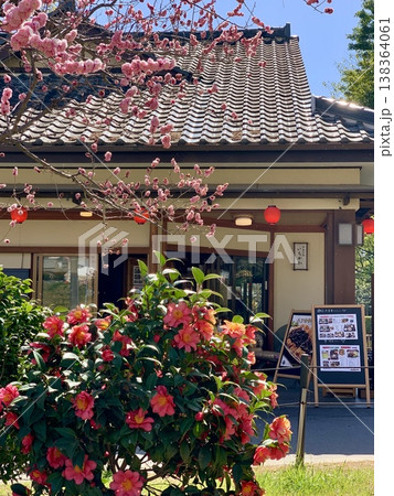 満開の梅と椿に彩られたお休み処「いちかわ」〈岡崎城公園/愛知県岡崎市〉 138364061