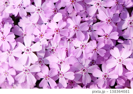 芝桜のピンクの花背景 芝桜のピンクの花背景 138364081