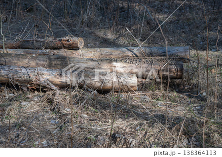 Weathered logs lying on dry forest ground Weathered logs lying on dry forest ground 138364113