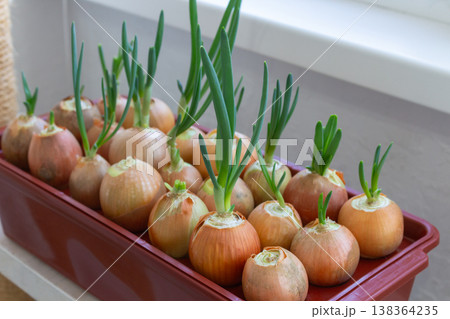 Home indoor garden: yellow onions sprouting green feathers in planter on shelf. Natural daylight windowsill vegetable growing Home indoor garden: yellow onions sprouting green feathers in planter on shelf. Natural daylight windowsill vegetable growing 138364235