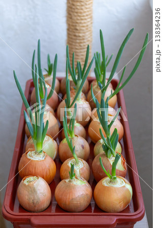 Yellow onion bulbs growing fresh green shoots indoors. Vertical view of sprouting vegetables in container Yellow onion bulbs growing fresh green shoots indoors. Vertical view of sprouting vegetables in container 138364236