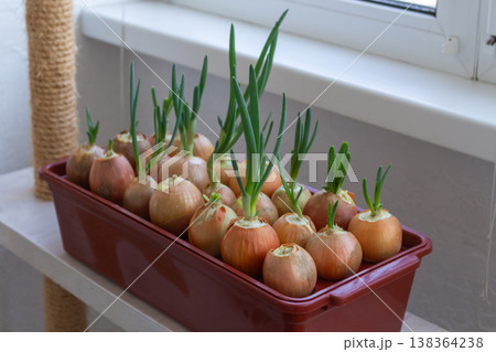 Onion bulbs with green shoots growing on white shelf near window. Indoor vegetable forcing in burgundy planter Onion bulbs with green shoots growing on white shelf near window. Indoor vegetable forcing in burgundy planter 138364238