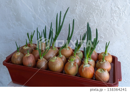 Growing green onions from bulbs at home. Fresh onion feathers in container for indoor vegetable gardening Growing green onions from bulbs at home. Fresh onion feathers in container for indoor vegetable gardening 138364241