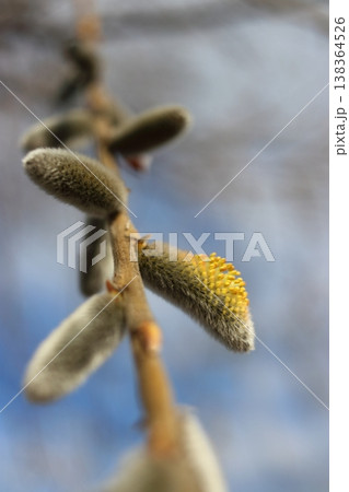 ネコヤナギの芽 ネコヤナギの芽 138364526