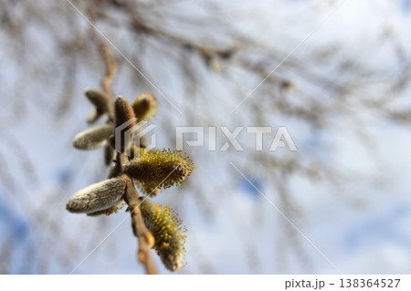ネコヤナギの芽 ネコヤナギの芽 138364527