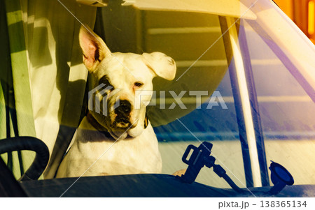 Dog inside camper car 138365134