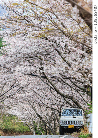桜トンネルを走る道と車 春のドライブイメージ 138365487