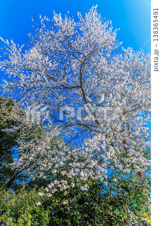 春の青空と桜 見上げる満開の花景色 春の青空と桜 見上げる満開の花景色 138365491