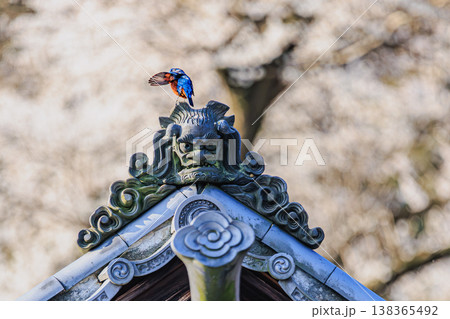 桜を背景に屋根にとまるイソヒヨドリ 春の日本の情景 桜を背景に屋根にとまるイソヒヨドリ 春の日本の情景 138365492
