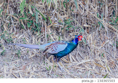 林縁で出会ったキジの雄 カラフルな羽を持つ日本の野生鳥 林縁で出会ったキジの雄 カラフルな羽を持つ日本の野生鳥 138365503