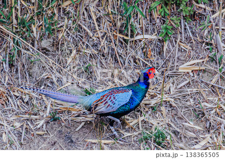 地面を歩くキジ(オス) 鮮やかな羽色が美しい日本の野鳥 地面を歩くキジ(オス) 鮮やかな羽色が美しい日本の野鳥 138365505