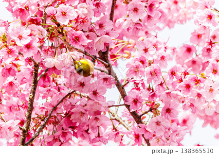 満開の河津桜とメジロ 春を彩るピンクの花と野鳥 満開の河津桜とメジロ 春を彩るピンクの花と野鳥 138365510