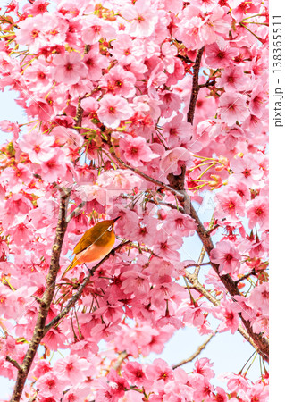 河津桜にとまるメジロ 鮮やかな春の訪れを感じる風景 138365511