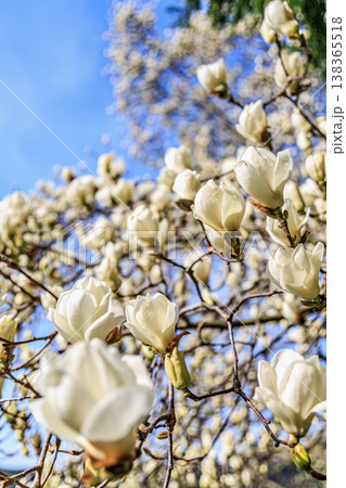 白木蓮の花と青空 春を感じるやわらかな光の情景 138365518