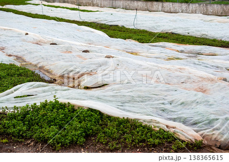 Agricultural field with plants covered by white protective fabric 138365615
