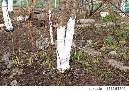 Painting trees in the garden with whitewash in early spring to protect the bark from beetles, ants, and pests. Seasonal work is carried out in April and in late autumn November. Painting trees in the garden with whitewash in early spring to protect the bark from beetles, ants, and pests. Seasonal work is carried out in April and in late autumn November. 138365701