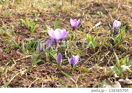 Tender first sprouts of crocuses with drops of dew after rain in the spring garden.Abstract floral background with blurred background with bokeh. Concept of the arrival of spring, floral card Tender first sprouts of crocuses with drops of dew after rain in the spring garden.Abstract floral background with blurred background with bokeh. Concept of the arrival of spring, floral card 138365705