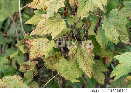 Damaged plant foliage, a currant bush showing signs of leaf spot and wilting, indicating plant health and agricultural problems 138366142