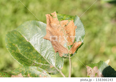Apple tree leaf damaged by disease or pest, with brown dry spots from fungal infection or insect activity. Agricultural issues, climate impacts Apple tree leaf damaged by disease or pest, with brown dry spots from fungal infection or insect activity. Agricultural issues, climate impacts 138366143