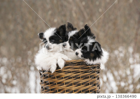 Cute Continental Toy Spaniel pups huddled together in a basket. Fluffy pets with distinctive butterfly ears in a natural setting Cute Continental Toy Spaniel pups huddled together in a basket. Fluffy pets with distinctive butterfly ears in a natural setting 138366490