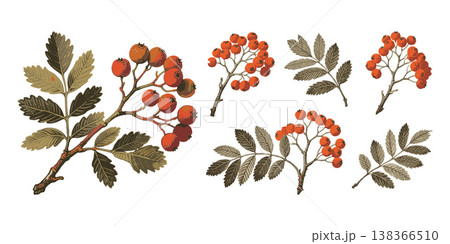 Rowan berry branches with red fruits and green leaves in hand-drawn style on a white background, concept of botanical illustration 138366510
