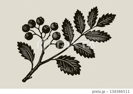 Stylized hand-drawn branch with berries and serrated leaves, in engraving style on beige background. Concept of botanical illustration art 138366511