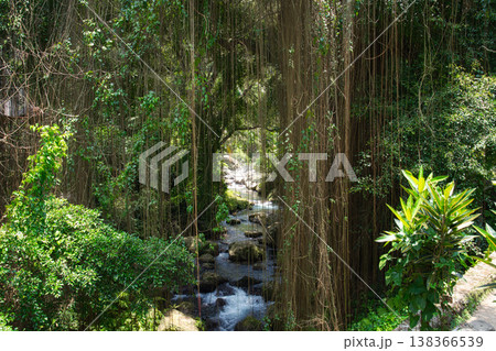 View into the rainforest and a on a stream near Gunung Kawi temple View into the rainforest and a on a stream near Gunung Kawi temple 138366539