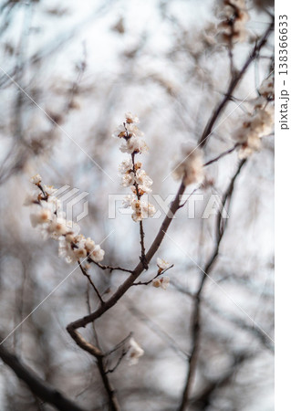 Spring Cherry Blossoms Blooming on Tree Branch in Soft Natural Bokeh 138366633