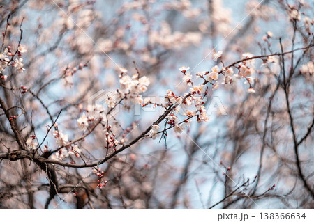 Cherry Blossom in Sunny Day Against Blue Sky, Spring Nature Background. Shallow depth of field. Cherry Blossom in Sunny Day Against Blue Sky, Spring Nature Background. Shallow depth of field. 138366634