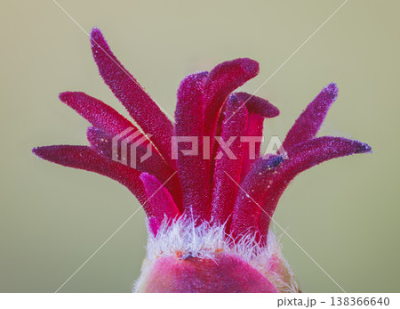 Closeup of a Corylus avellana, the Common Hazel. Here is the female flower in early spring Closeup of a Corylus avellana, the Common Hazel. Here is the female flower in early spring 138366640
