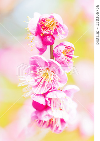 家の周りの草花 四季の色々 早春の梅林に美しいピンクの紅梅の花が咲きました 春を告げる梅の花 家の周りの草花 四季の色々 早春の梅林に美しいピンクの紅梅の花が咲きました 春を告げる梅の花 138366756