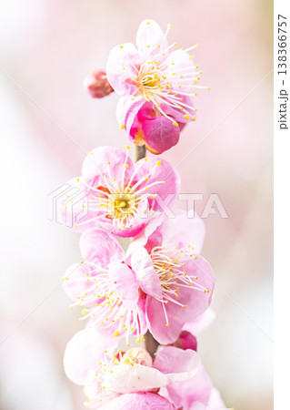 家の周りの草花 四季の色々 早春の梅林に美しいピンクの紅梅の花が咲きました 春を告げる梅の花 家の周りの草花 四季の色々 早春の梅林に美しいピンクの紅梅の花が咲きました 春を告げる梅の花 138366757