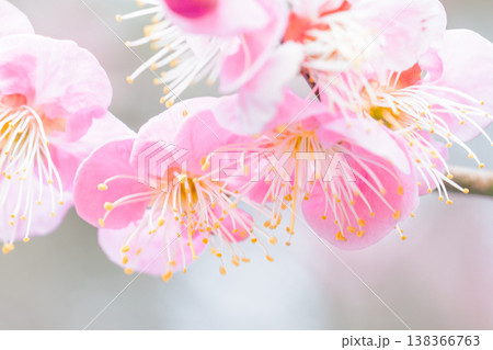 家の周りの草花　四季の色々　早春の梅林に美しいピンクの紅梅の花が咲きました　春を告げる梅の花 138366763
