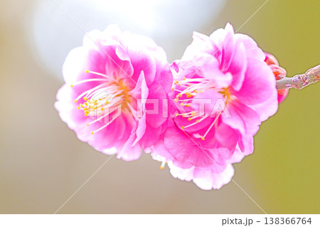 家の周りの草花 四季の色々 早春の梅林に美しいピンクの紅梅の花が咲きました 春を告げる梅の花 家の周りの草花 四季の色々 早春の梅林に美しいピンクの紅梅の花が咲きました 春を告げる梅の花 138366764