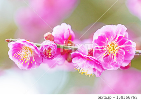 家の周りの草花　四季の色々　早春の梅林に美しいピンクの紅梅の花が咲きました　春を告げる梅の花 138366765