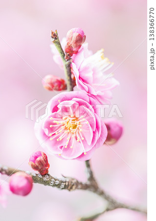 家の周りの草花　四季の色々　早春の梅林に美しいピンクの紅梅の花が咲きました　春を告げる梅の花 138366770