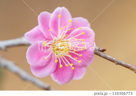 家の周りの草花 四季の色々 早春の梅林に美しいピンクの紅梅の花が咲きました 春を告げる梅の花 家の周りの草花 四季の色々 早春の梅林に美しいピンクの紅梅の花が咲きました 春を告げる梅の花 138366773