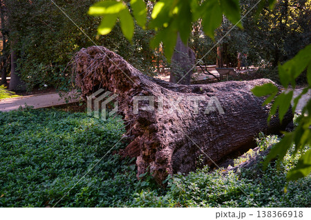 A large tree that fell in a city park 138366918