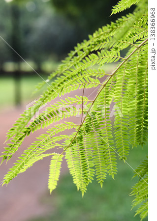 close-up of green leaves of trees in park close-up of green leaves of trees in park 138366968