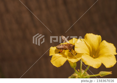 Organic honey production concept with bee on yellow wildflower. Honeybee gathering nectar Organic honey production concept with bee on yellow wildflower. Honeybee gathering nectar 138367016