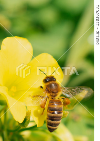 Macro photography of a honeybee collecting pollen on a yellow oxalis flower. This detailed close-up shows the insect on bright petals against a soft green background Macro photography of a honeybee collecting pollen on a yellow oxalis flower. This detailed close-up shows the insect on bright petals against a soft green background 138367031