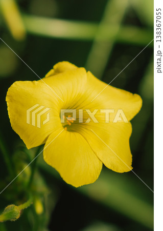 Close-up of yellow Oxalis pes-caprae flower blooming. Bermuda buttercup in Mediterranean nature. Close-up of yellow Oxalis pes-caprae flower blooming. Bermuda buttercup in Mediterranean nature. 138367055