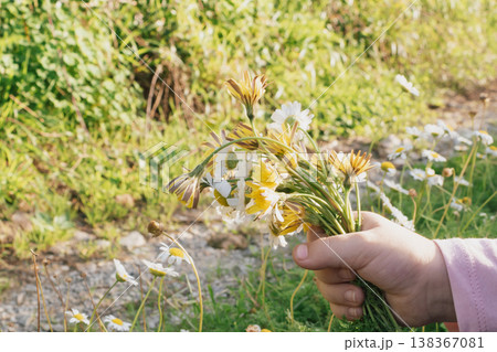 child's hand holding a bouquet of wildflowers: innocent summer interaction with nature child's hand holding a bouquet of wildflowers: innocent summer interaction with nature 138367081