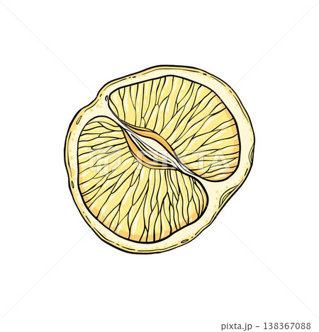 Sketch lemonade. Summer cold drinks, hand drawn yellow lemons slices and leaves. Glass of lemonade with ice vector illustration. Drink fruit lemonade graphic, juice and mint leaf 138367088
