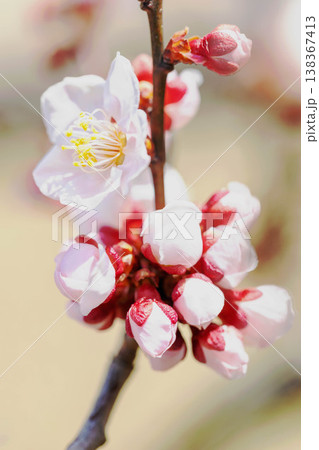 家の周りの草花 四季の色々 早春の里山に美しい小さな花が咲きました 春を告げる白い梅の花 家の周りの草花 四季の色々 早春の里山に美しい小さな花が咲きました 春を告げる白い梅の花 138367413