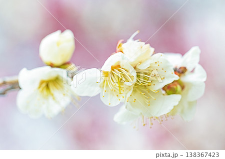 家の周りの草花 四季の色々 早春の里山に美しい小さな花が咲きました 春を告げる白い梅の花 家の周りの草花 四季の色々 早春の里山に美しい小さな花が咲きました 春を告げる白い梅の花 138367423