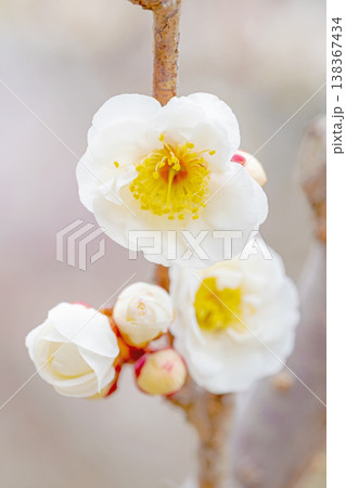 家の周りの草花　四季の色々　早春の里山に美しい小さな花が咲きました　春を告げる白い梅の花 138367434