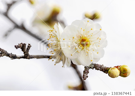 家の周りの草花　四季の色々　早春の里山に美しい小さな花が咲きました　春を告げる白い梅の花 138367441